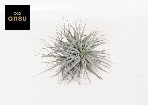 "Tillandsia Super Silver XL - Ø20cm - ↕15cm image"
