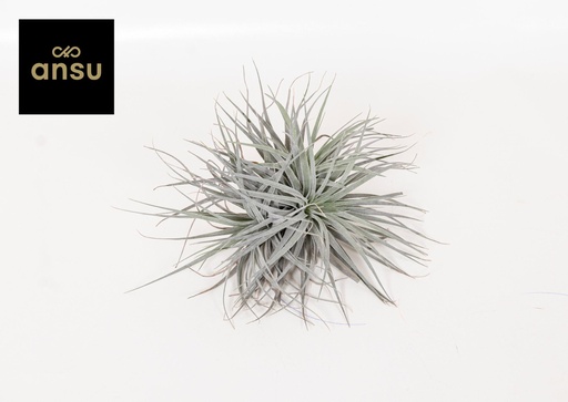 "Tillandsia Super Silver XL - Ø20cm - ↕15cm image"