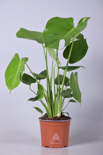 "Monstera Deliciosa - Ø17cm - ↕60cm image"