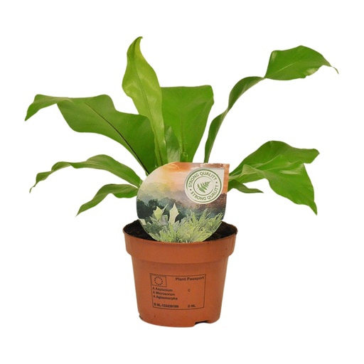 "Nestfarn (Asplenium nidus) – pflegeleichte Zimmerpflanze, Topf-Ø 12 cm, Höhe ca. 35 cm image"