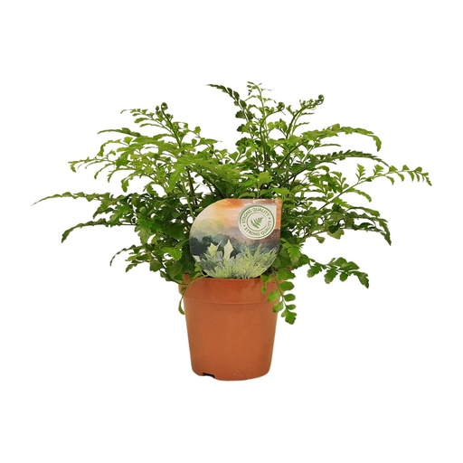 "Asplenium Parvati - Ø12cm - ↕35cm image"