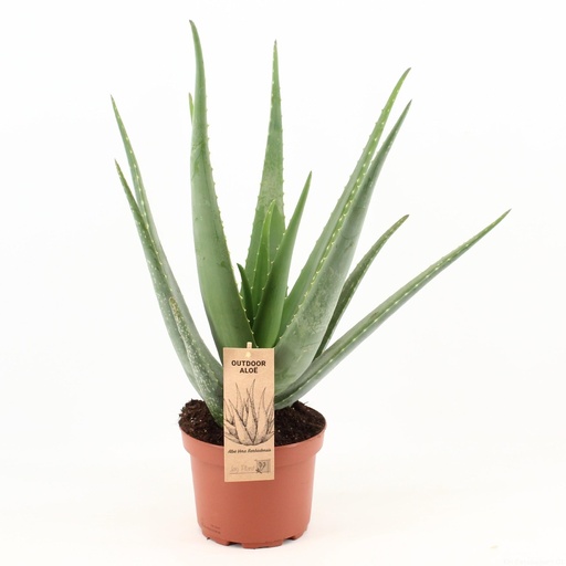 "Echte Aloe (Aloe vera) – pflegeleichte Zimmerpflanze, Topf-Ø 19 cm, Höhe ca. 70 cm image"