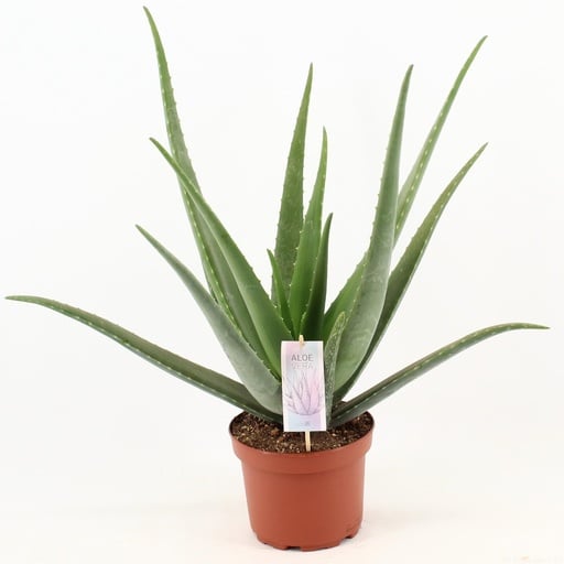 "Echte Aloe (Aloe vera) – pflegeleichte Zimmerpflanze, Topf-Ø 19 cm, Höhe ca. 70 cm image"