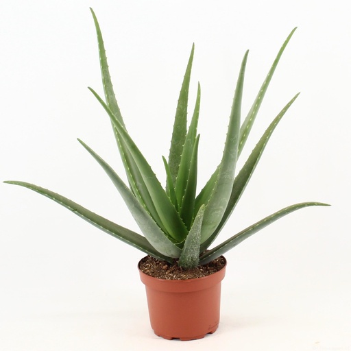 "Aloe Vera - Ø19cm - ↕70cm image"