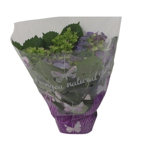 "Hydrangea Blauw - Ø14cm - ↕35cm image"