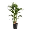 Howea Forsteriana - Ø24cm - ↕120cm