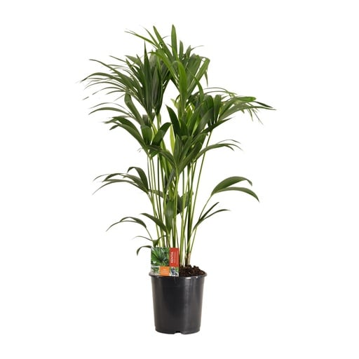 "Kentiapalme (Howea forsteriana) – pflegeleichte Zimmerpflanze, Topf-Ø 24 cm, Höhe ca. 120 cm image"
