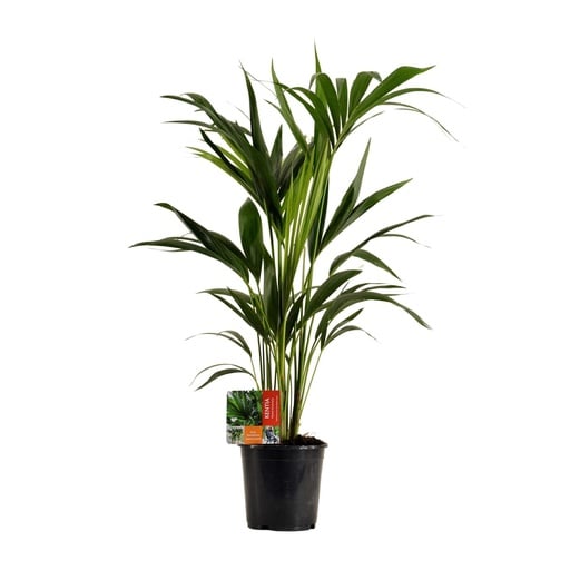 "Kentiapalme (Howea forsteriana) – pflegeleichte Zimmerpflanze, Topf-Ø 19 cm, Höhe ca. 100 cm image"