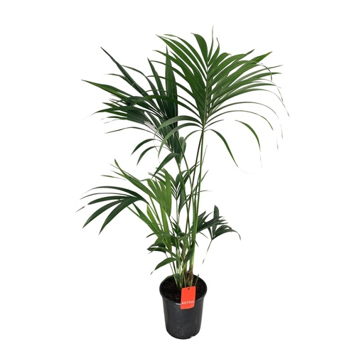 "Kentiapalme (Howea forsteriana) – pflegeleichte Zimmerpflanze, Topf-Ø 24 cm, Höhe ca. 130 cm image"