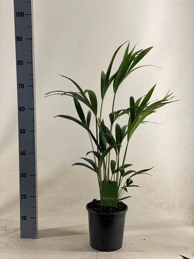 "Howea Forsteriana - Ø19cm - ↕90cm image"