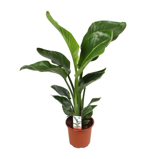 "Baumstrelitzie 'Nicolai' (Strelitzia nicolai) – pflegeleichte Zimmerpflanze, Topf-Ø 17 cm, Höhe ca. 70 cm image"