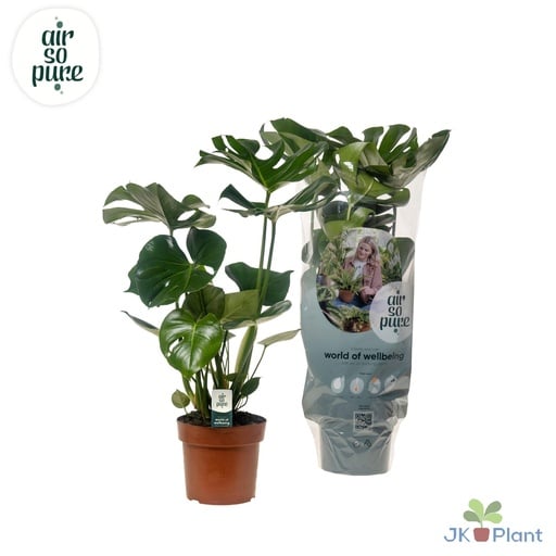 "Fensterblatt (Monstera deliciosa) – pflegeleichte Zimmerpflanze, Topf-Ø 17 cm, Höhe ca. 55 cm image"