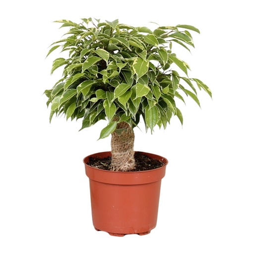 "Birkenfeige (Ficus benjamina) – pflegeleichte Zimmerpflanze, Topf-Ø 12 cm, Höhe ca. 28 cm image"