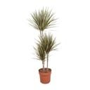 Dracaena Bicolor - Ø21cm - ↕120cm