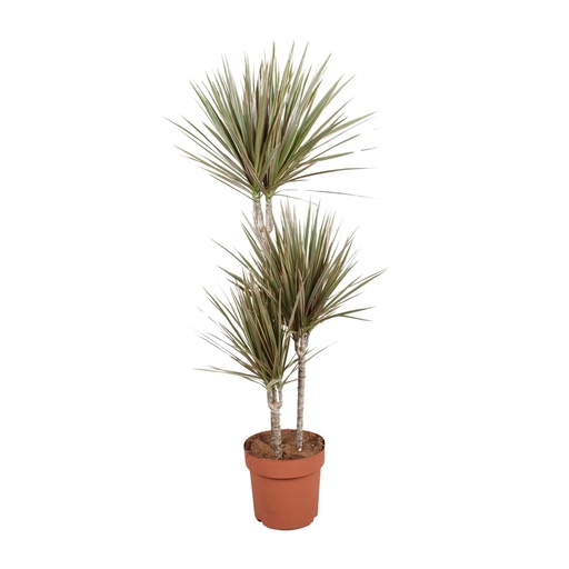 "Zweifarbiger Drachenbaum (Dracaena bicolor) – pflegeleichte Zimmerpflanze, Topf-Ø 21 cm, Höhe ca. 120 cm image"