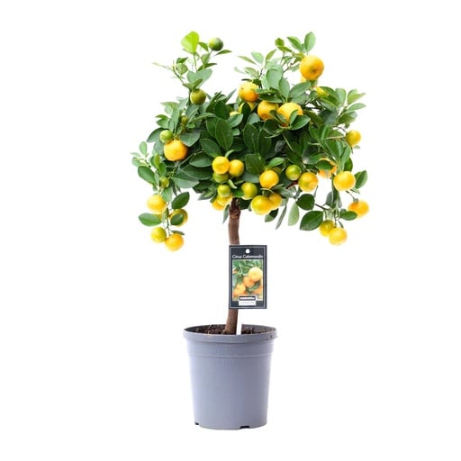 "Citrus Calamondin - Ø15cm - ↕45cm image"