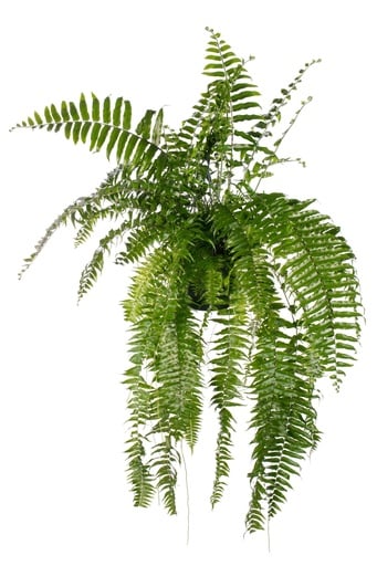 "Nephrolepis Macho - Ø20cm - ↕100cm image"