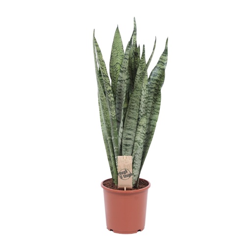 "Ceylon-Bogenhanf (Dracaena) – pflegeleichte Zimmerpflanze, Topf-Ø 17 cm, Höhe ca. 60 cm image"