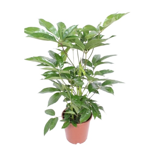 "Schefflera Actinophylla Amate - Ø24cm - ↕100cm image"