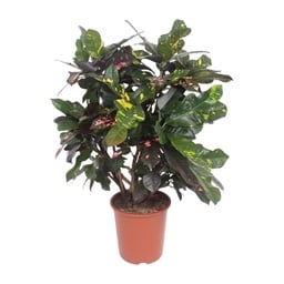 Codiaeum Prächtig (Croton Prächtig) - Ø27cm - ↕110cm