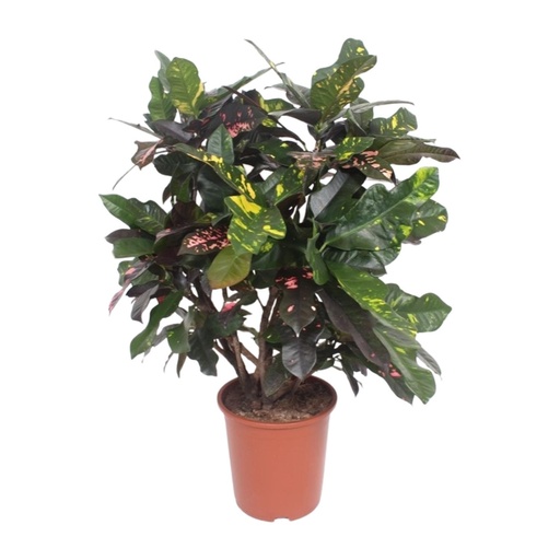 "Codiaeum Magnificent (Croton Magnificent) - Ø27cm - ↕110cm image"