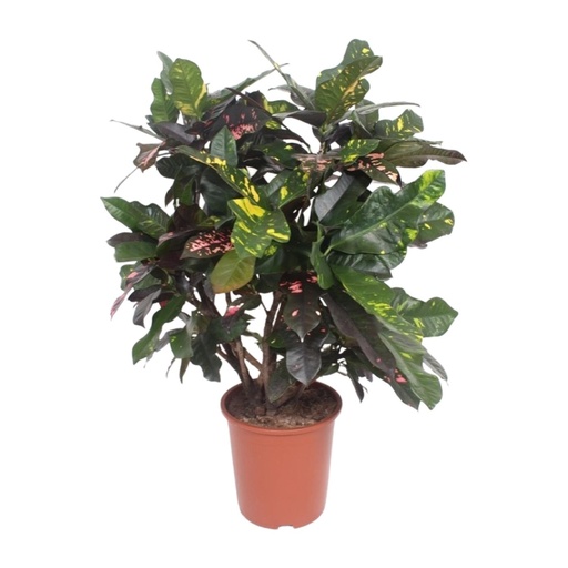 "Kroton 'Magnificent' (Codiaeum) – pflegeleichte Zimmerpflanze, Topf-Ø 27 cm, Höhe ca. 110 cm image"