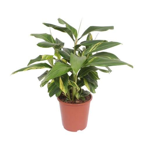 "Muschel-Ingwer (Alpinia zerumbet) – pflegeleichte Zimmerpflanze, Topf-Ø 27 cm, Höhe ca. 80 cm image"