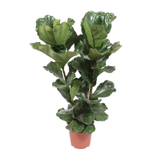 "Geigenfeige (Ficus lyrata) – pflegeleichte Zimmerpflanze, Topf-Ø 27 cm, Höhe ca. 100 cm image"