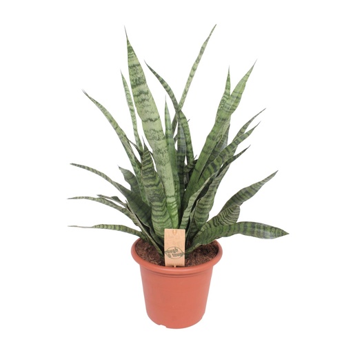 "Sansevieria Diamond Green - Ø25cm - ↕80cm image"