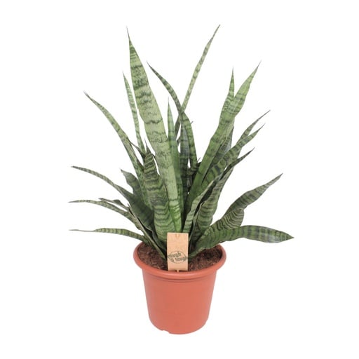 "Bogenhanf (Sansevieria trifasciata) – pflegeleichte Zimmerpflanze, Topf-Ø 25 cm, Höhe ca. 80 cm image"