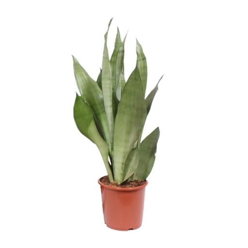 "Sansevieria Moonshine - Ø17cm - ↕60cm image"