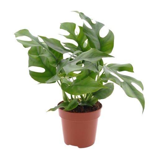 "Kleines Fensterblatt (Monstera minima) – pflegeleichte Zimmerpflanze, Topf-Ø 12 cm, Höhe ca. 25 cm image"