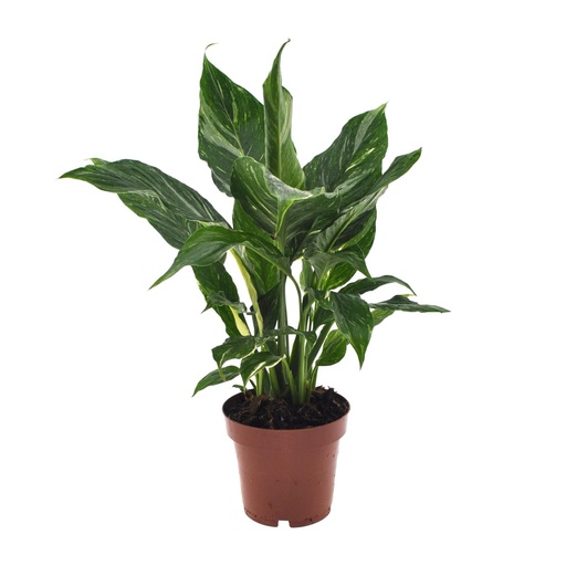 "Spathiphyllum Diamond - Ø12cm - ↕40cm image"