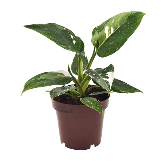 "Philodendron White Princess - Ø12cm - ↕25cm image"