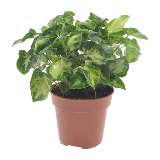"Purpurtute 'Pixie' (Syngonium) – pflegeleichte Zimmerpflanze, Topf-Ø 12 cm, Höhe ca. 20 cm image"