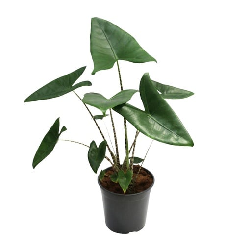 "Zebrina-Pfeilblatt (Alocasia zebrina) – pflegeleichte Zimmerpflanze, Topf-Ø 21 cm, Höhe ca. 80 cm image"