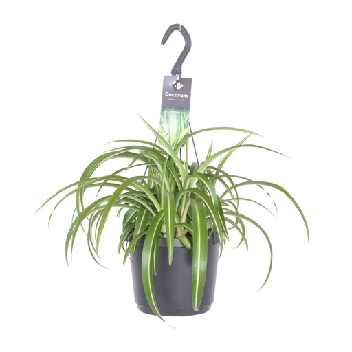 "Chlorophytum Comosum Bonnie - Ø17cm - ↕35cm image"