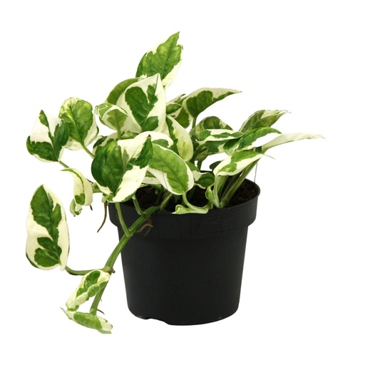 "Scindapsus (Epipremnum) N'joy - Ø12cm - ↕15cm image"
