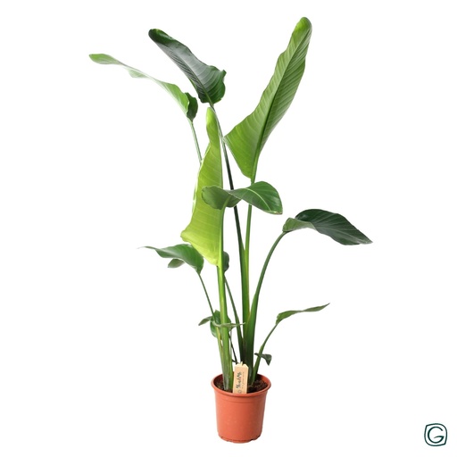 "Strelitzia Nicolai - Ø21cm - ↕100cm image"