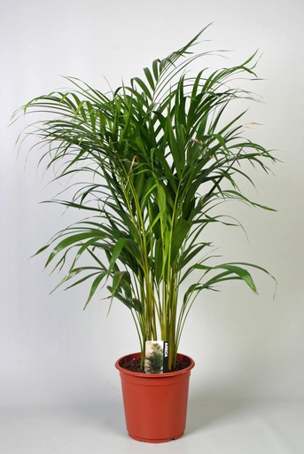 "Dypsis Lutescens (Areca) - Ø21cm - ↕100cm image"