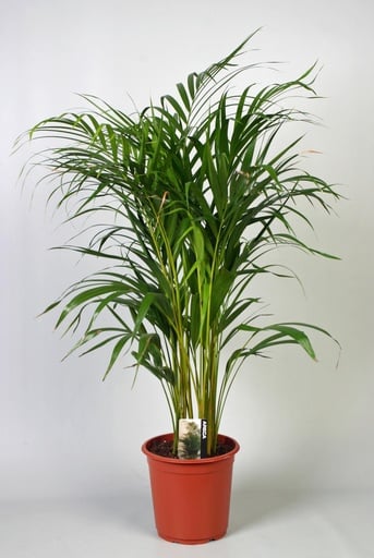 "Dypsis Lutescens (Areca) - Ø21cm - ↕100cm image"