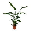 Strelitzia Nicolai - Ø21cm - ↕120cm