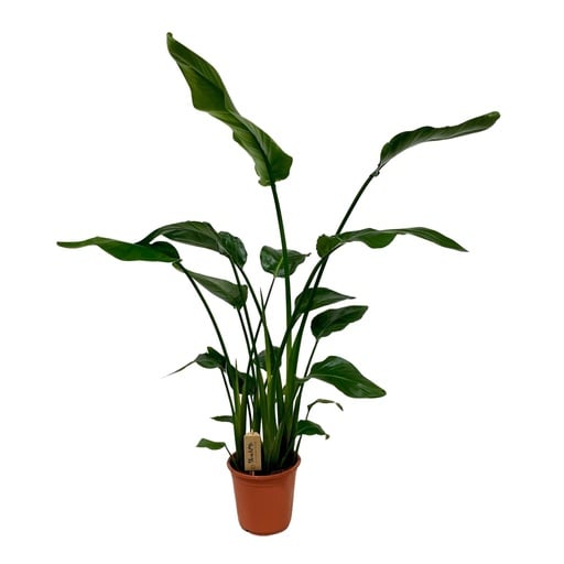 "Baumstrelitzie 'Nicolai' (Strelitzia nicolai) – pflegeleichte Zimmerpflanze, Topf-Ø 21 cm, Höhe ca. 120 cm image"