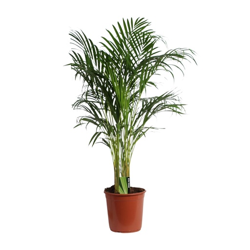"Goldfruchtpalme (Dypsis lutescens) – pflegeleichte Zimmerpflanze, Topf-Ø 24 cm, Höhe ca. 120 cm image"