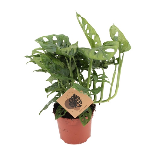 "Monstera Monkey - Ø12cm - ↕30cm image"