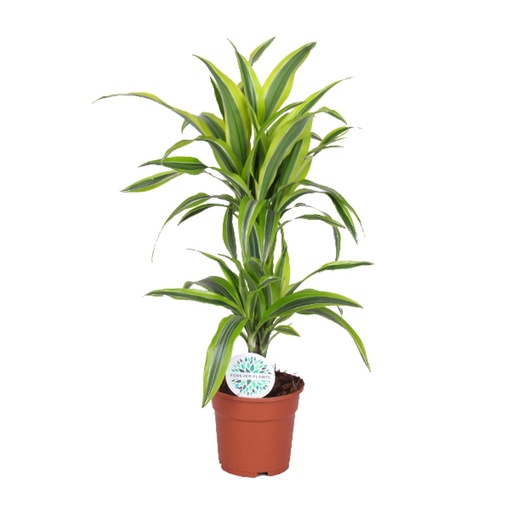 "Dracaena Lemon Lime - Ø17cm - ↕65cm image"