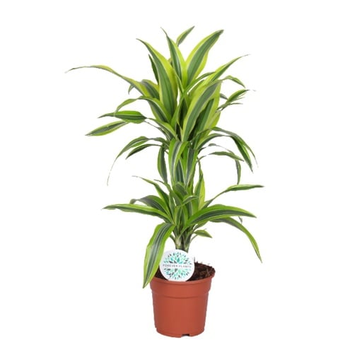 "Zitronen-Drachenbaum (Dracaena zitrone) – pflegeleichte Zimmerpflanze, Topf-Ø 17 cm, Höhe ca. 65 cm image"