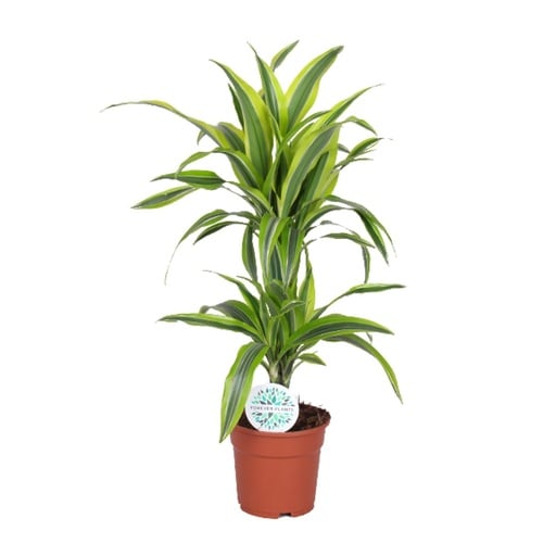 "Drachenbaum 'Lemon Lime' (Dracaena) – pflegeleichte Zimmerpflanze, Topf-Ø 17 cm, Höhe ca. 65 cm image"