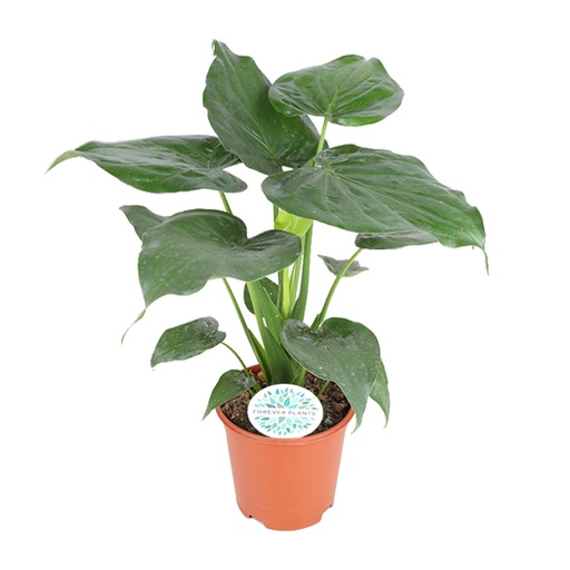 "Alocasia Cucullata - Ø21cm - ↕80cm image"