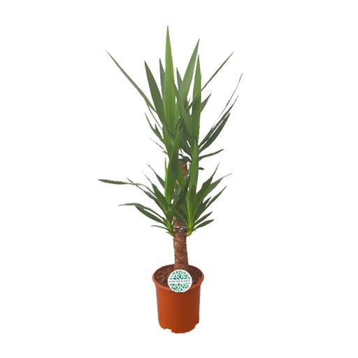 "Yucca - Ø21cm - ↕90cm image"
